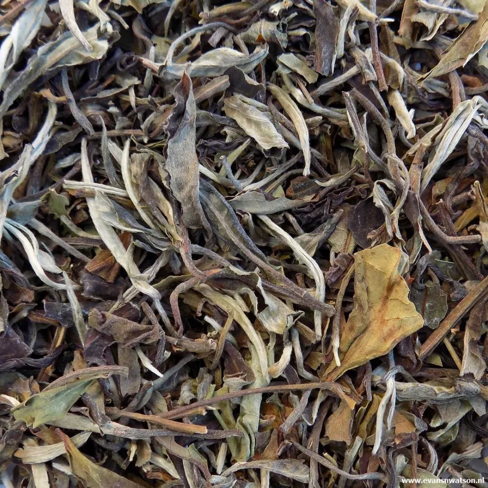 White China Oolong